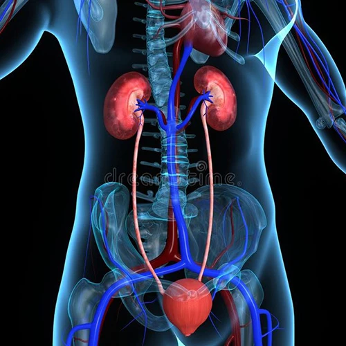 Urinary & Kidney Health
